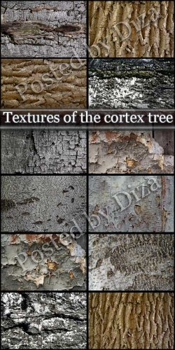Textures of the cortex tree -   