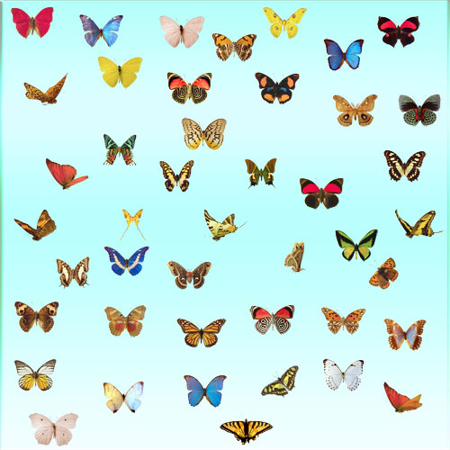 Клипарт - Бабочки на прозрачном фоне